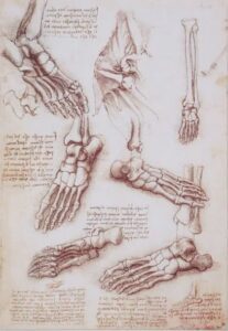davinci foot bones poster